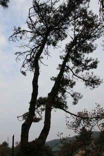 魯山國家森林公園 綠海碧濤，林木的詩與魂